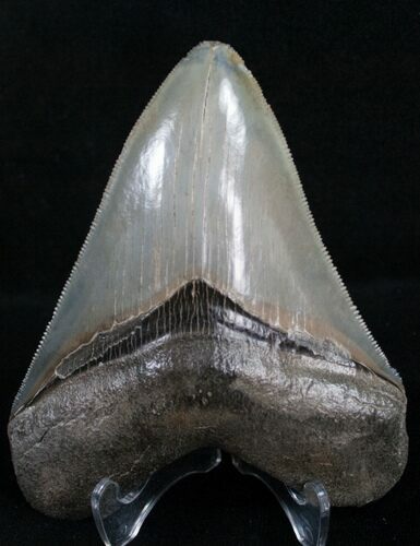 Glossy Megalodon Tooth - Georgia River #8373